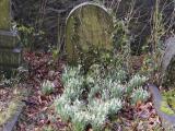 image of grave number 795259